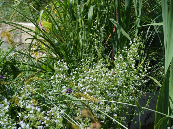 Pflanzenvielfalt Referenzbild